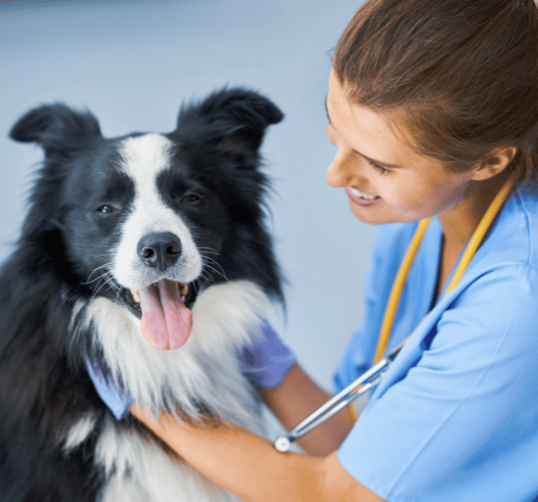 10 Common Health Issues in Dogs and Cats and How to Prevent Them