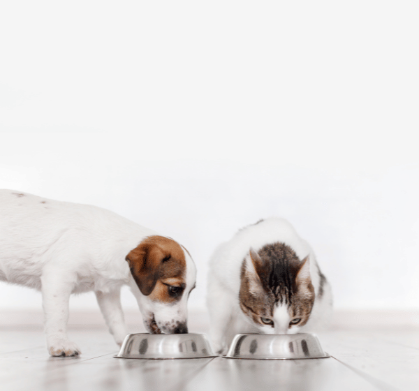 A Deep Dive into Cat and Dog Nutrition