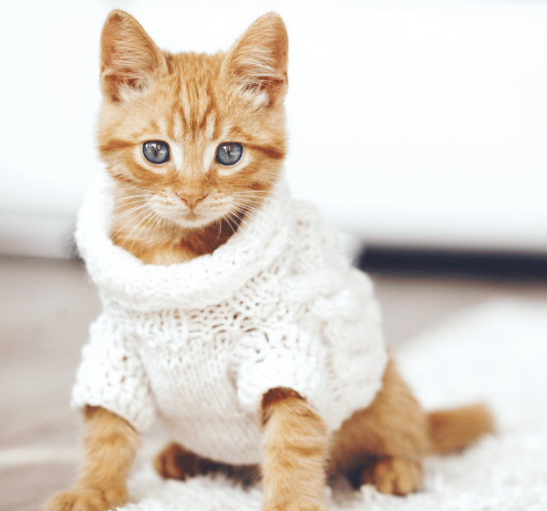 Top 10 Trendy Cat Sweaters for a Purr-fect Winter Wardrobe