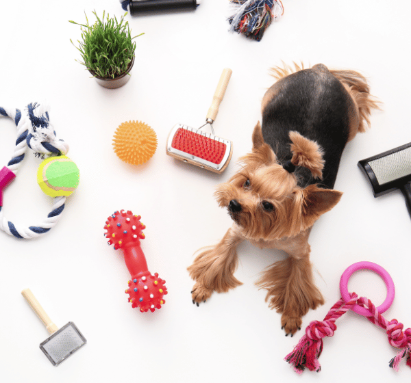 Must-Have Dog Accessories Elevate Your Pup's Style Game!