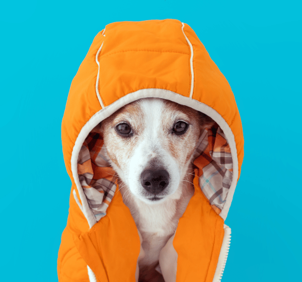 Choosing the Right Pet Apparel A Comprehensive Guide
